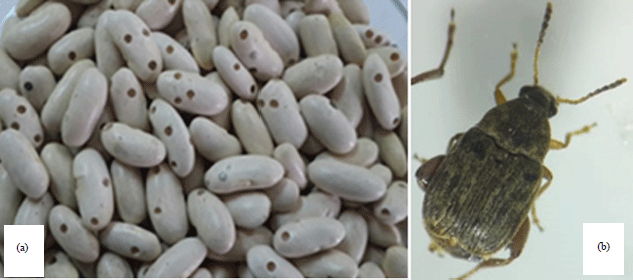 Image for - Morphological, Molecular and Biological Studies on Common Bean Weevil Acanthoscelides obtectus (Say) in Egypt