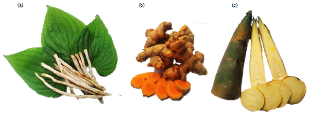 Image for - Traditional Plant (Stemona collinsae, Curcuma longa and Bambusa multiplex) Use to Repel Blowfly Larvae in Fermented Fish (Pla-ra)
