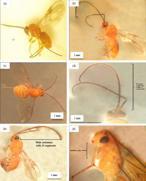 Image for - First Report of Psyttalia lounsburyi, a New Larval Parasitoid of the Mediterranean Fruit Fly Ceratitis capitata in Moroccan Argane Forest