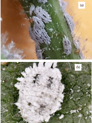 Image for - Cotton Mealybug Phenacoccus solenopsis Tinsley (Hemiptera, Coccomorpha, Pseudococcidae) Associated with Various Crops and Ornamental Plants from Egypt and its Economical Threat on Egyptian Agriculture