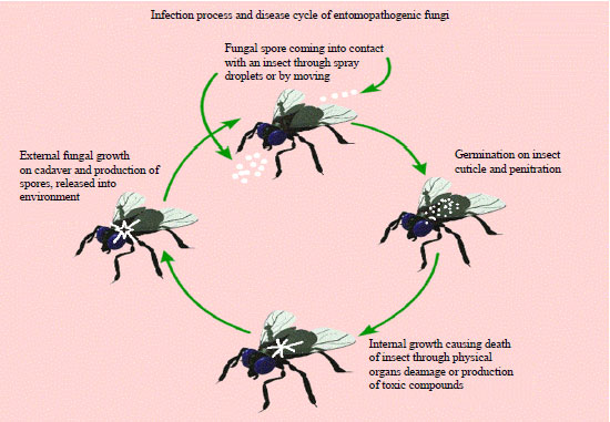 Image for - Entomopathogenic Fungi: Factors Involved in Successful Microbial Control of Insect Pests