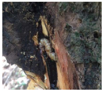 Image for - Direct Application of Synthetic Pyrethroid Insecticides on Clove Stem Borer (Hexamitodera semivelutina Hell.)