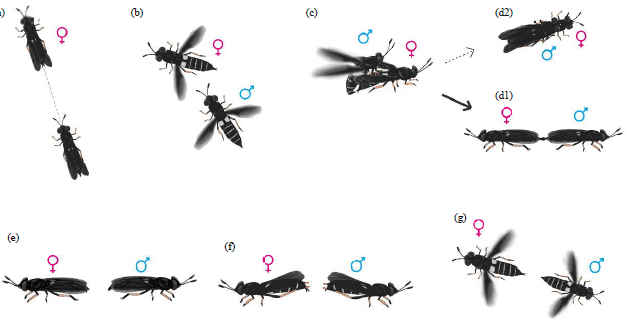 Image for - Mating Success and Reproductive Behavior of Black Soldier Fly Hermetia illucens L. (Diptera, Stratiomyidae) in Tropics