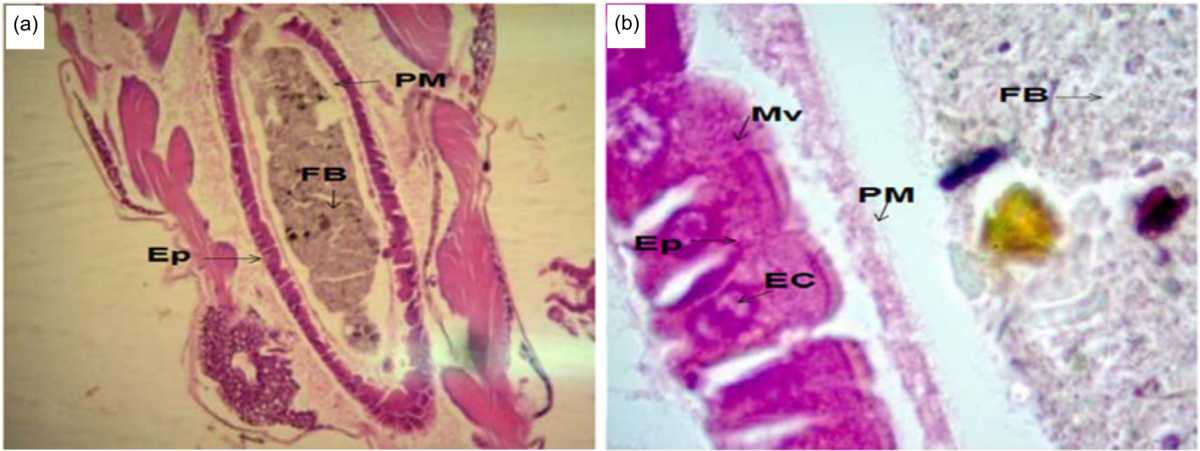Image for - Toxic Effects of Mentha piperita Extract on Culex quinquefasciatus Larvae (Diptera: Culicidae)