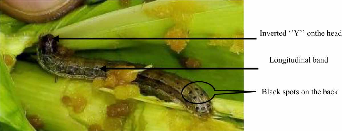 Image for - Biologycycle and Natural Enemies of Spodoptera frugiperda (Lepidoptera: Noctuidae) in Maize Crops in Cote D’ivoire