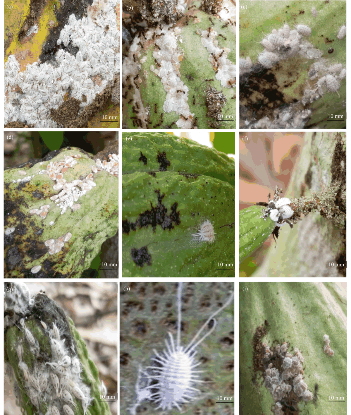 Image for - Diversity of Mealybugs Vectors of Cacao Swollen Shoot in Nawa Region (Southwest, Cote d’Ivoire)