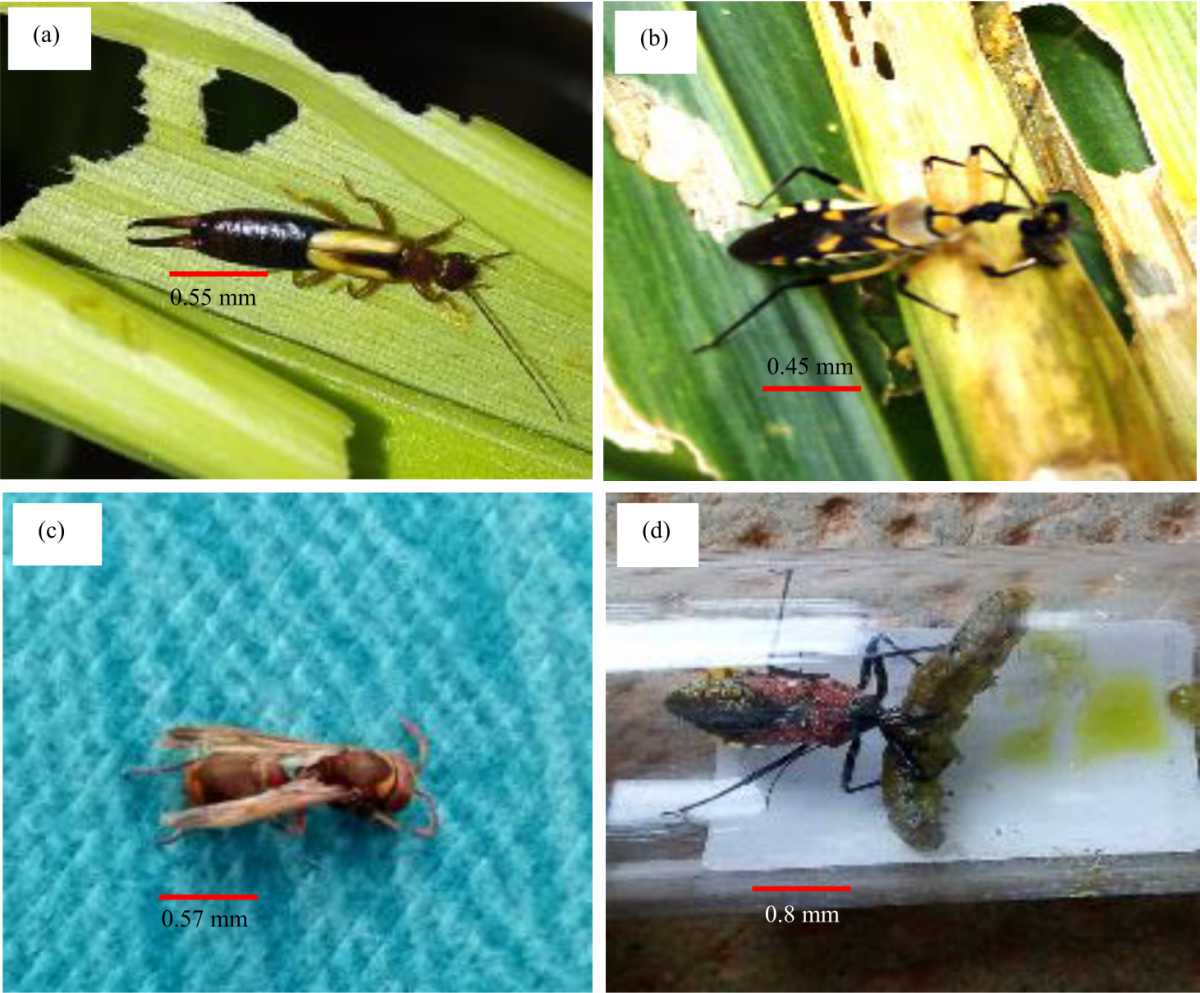 Image for - Biologycycle and Natural Enemies of Spodoptera frugiperda (Lepidoptera: Noctuidae) in Maize Crops in Cote D’ivoire