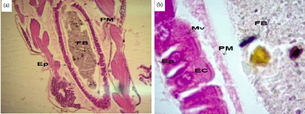 Image for - Toxic Effects of Mentha piperita Extract on Culex quinquefasciatus Larvae (Diptera: Culicidae)