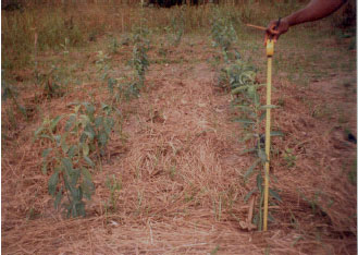 Image for - Pedo-Landscape and Development of Lippia multiflora in the Southern Cote D`Ivoire