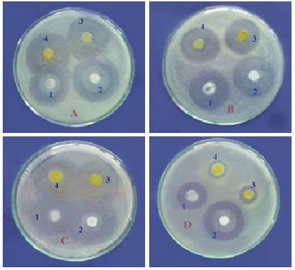 Image for - Evaluation of a New Egyptian Probiotic by African Catfish Fingerlings