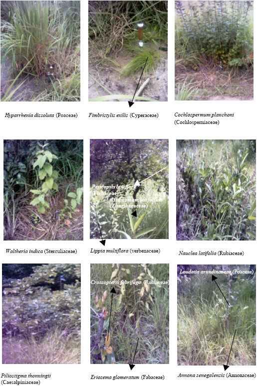 Image for - Pedo-Landscape and Development of Lippia multiflora in the Southern Cote D`Ivoire