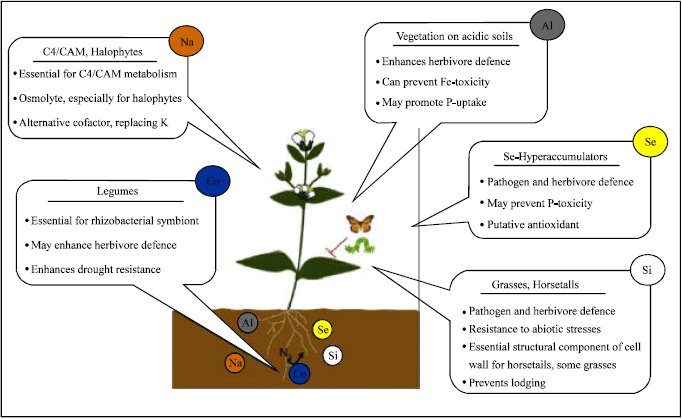 Image for - Metal Hyperaccumulation in Plants: A Review Focusing on Phytoremediation Technology
