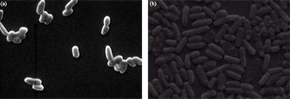 Image for - Novel Microbial Consortium for Laboratory Scale Lead Removal from City Effluent