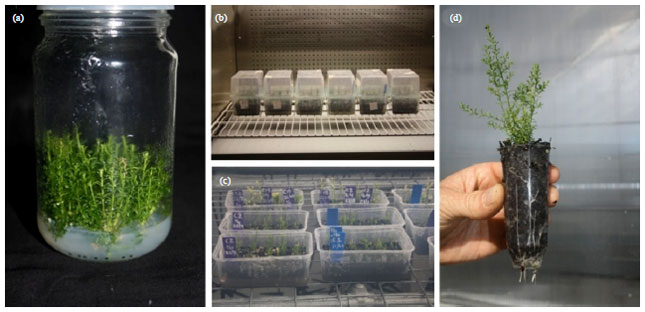 Image for - Propagation Methods for Environmental Offset Planting of the Kogan Waxflower  (Philotheca sporadica) (Rutaceae)