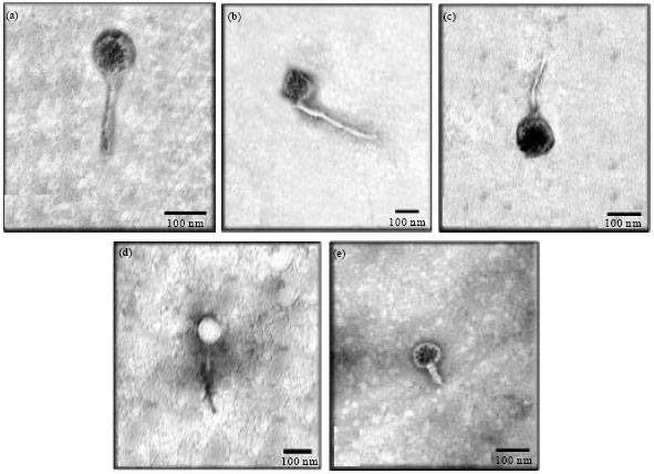 Image for - Five Distinctive Phages from an Egyptian Industrial Strain of Bacillus 
  thuringiensis subsp. Aegypti