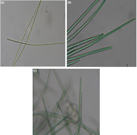 Image for - Molecular Phylogeny of Morphologically Diverse Cyanobacteria Based on Ribosomal Conserved Sequence
