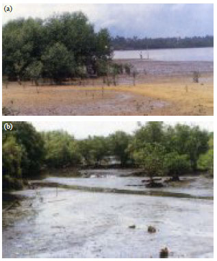 Image for - Soil and Mangrove: A Review