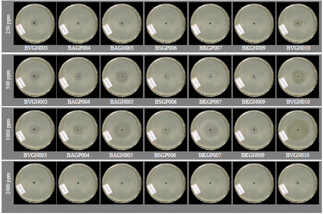 Image for - Screening of Efficient Monocrotophos Degrading Bacterial Isolates from Paddy Field Soil of Sivagangai District, Tamil Nadu, India