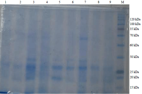 Image for - In vitro Mutagenesis Induction in Eustoma grandiflorum Plant using Gamma Radiation