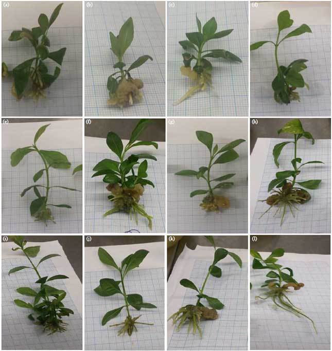 Image for - Influence of Silver Nitrate on Enhancing in vitro Rooting of Gardenia jasminoides Ellis