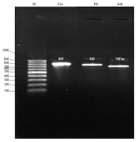 Image for - Identification of Gene Encoding Organophosphorus Hydrolase (OPH) Enzyme in Potent Organophosphates-degrading Bacterial Isolates