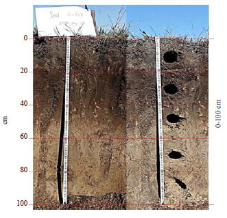 Image for - Removal of Cu, Mo and As from Contaminated Industrial Soil by Electrokinetic Remediation