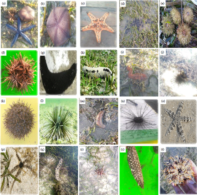 Image for - Ecotourism Development Based on the Diversity of Echinoderms Species in Seagrass Beds on the South Coastal of Lombok Island, Indonesia