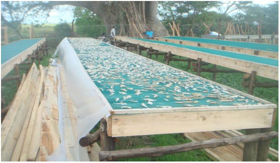 Image for - Biochemical and Nutritional Quality of Dried Sardines using Raised Open Solar Rack Dryers off Kenyan Coast