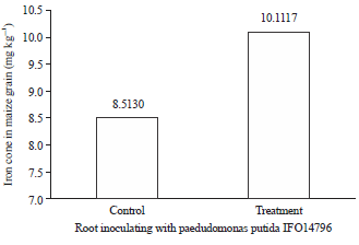 Image for - Root Inoculation with Pseudomonas putida IFO 14796 for Improving Iron Contents in Maize Grain