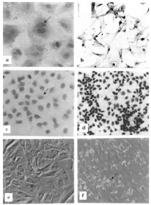Image for - Biochemical Effects of 2, 3, 7, 8-tetrachlorodibenzo-p-dioxin (TCDD) on theSertoli Cell Culture from Prepubertal Male Wistar Rats