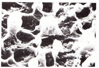 Image for - Organic Structure of Rat Enamel under Scanning Electron Microscopy