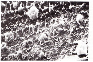 Image for - Organic Structure of Rat Enamel under Scanning Electron Microscopy