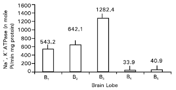 Image for - Kinetics Parameters of Na+, K+-ATPase from Different Mice Brain Lobes
