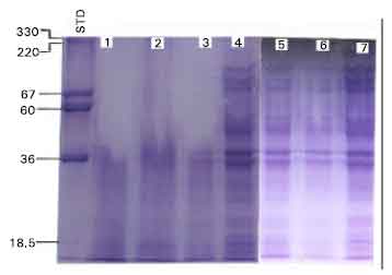 Image for - Primary Physiological Effect of the Sub-Inhibitory Concentrations of Formalin, TH4+ and Virkon-S on Escherichia coli Serotype O55: K39