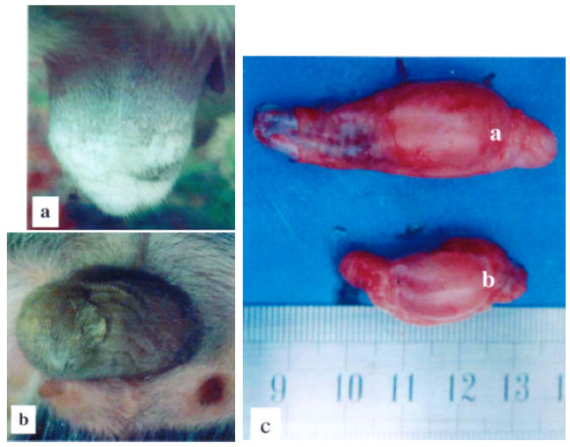 Image for - Formalin Affects the Male Reproduction of Black Bengal Goats During Prepubertal  Stage Even at Low Concentration: In vivo Study