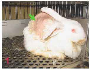 Image for - Skin Lesions Induced by Sodium Lauryl Sulfate (SLS) in Rabbits