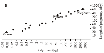 Image for - Prognosis of Prolongation and Reduction of Human Pregnancy Duration, Using Alometric Relation Between Length of Pregnancy, Body Mass and Metabolism of Mammals