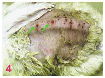 Image for - Skin Lesions Induced by Sodium Lauryl Sulfate (SLS) in Rabbits