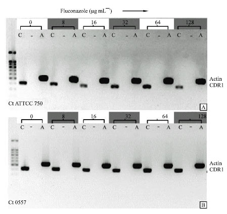 Image for - Transcriptional and Sequencing Analysis of CtCDR1, CtMDR1 and CtERG11 Genes in Fluconazole-Resistant Candida tropicalis Isolates from Candidemia Patients