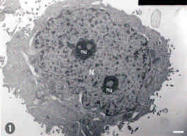 Image for - Sequential Ultrastructural Changes of WISH Cells Infected with Encephalomyocarditis Virus