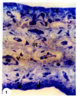Image for - Structural Changes in Rabbit Iris Following Excimer Laser Treatment