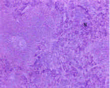 Image for - Toxicological Effects of Inhaled Mosquito Coil Smoke on the Rat Spleen: A Haematological and Histological Study