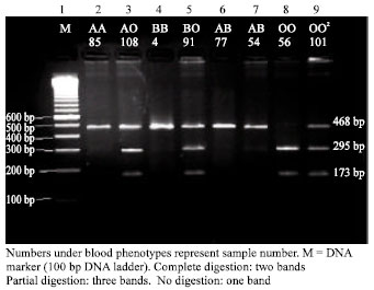 Image for - Allele Frequency and Molecular Genotypes of ABO Blood Group System in a Jordanian Population