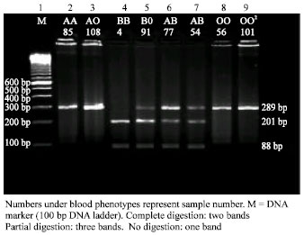 Image for - Allele Frequency and Molecular Genotypes of ABO Blood Group System in a Jordanian Population