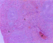 Image for - Toxicological Effects of Inhaled Mosquito Coil Smoke on the Rat Spleen: A Haematological and Histological Study