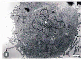 Image for - Sequential Ultrastructural Changes of WISH Cells Infected with Encephalomyocarditis Virus