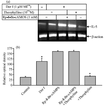 Image for - Effect of Theophylline and Cyclic AMP Analogue 8-Br-cAMP on Dermatophagoides Farinae induced IL-5 mRNA of Peripheral Blood Mononuclear Cells
