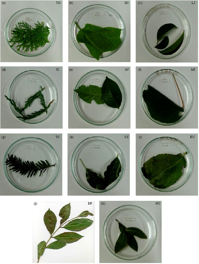 Image for - Preliminary Studies of Indonesian Eugenia polyantha Leaf Extracts  as Inhibitors of Key Enzymes for Type 2 Diabetes