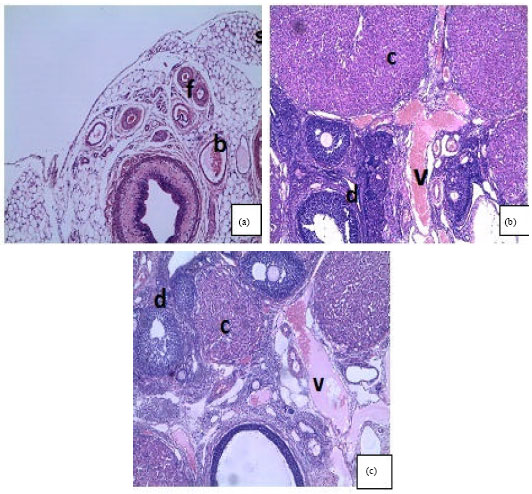 Image for - The Effects of Kolaviron (Methanolic Extract of Garcinia kola Seeds) on the Histoarchitectural Studies of the Hypothalamo-pituitary-gonadal  Axis in Female Wistar Rats