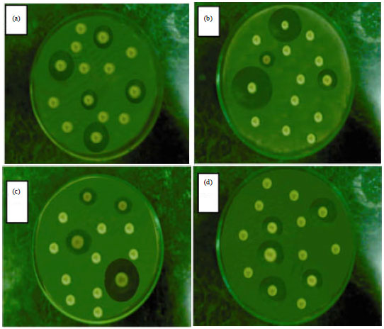 Image for - Genetic Linkage of the Antibiotic Resistance Ability in the Escherichia coli UR4 Strain Isolated from Urine